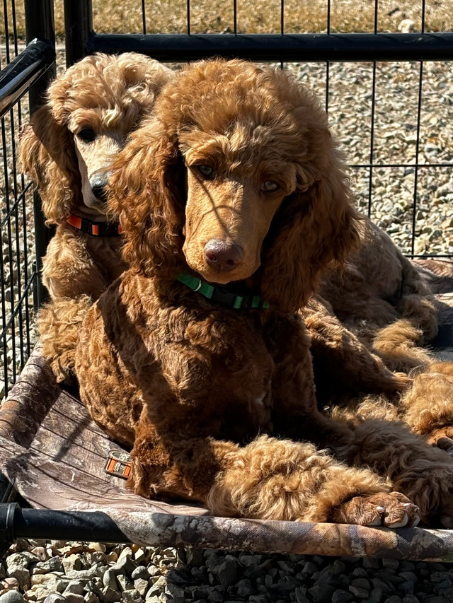 CKC Standard Poodle Pups- 4 Males Left!  Prairie Belle Poodles in Dogs & Puppies for Rehoming in Edmonton - Image 2