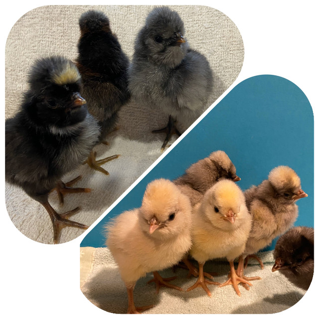 Weekly Polish Chickens baby chicks Pullets Hens Roosters in Livestock in Oakville / Halton Region - Image 2
