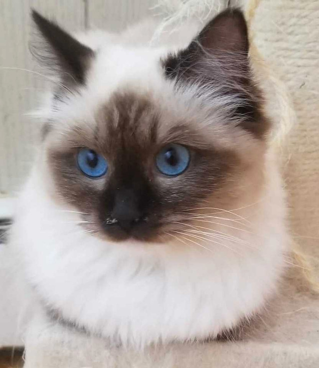 Ragdoll registered (tica) kittens contact for price in Cats & Kittens for Rehoming in Gander - Image 2