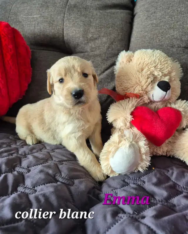 Adorables Chiots Golden Retriever in Dogs & Puppies for Rehoming in St-Georges-de-Beauce - Image 5