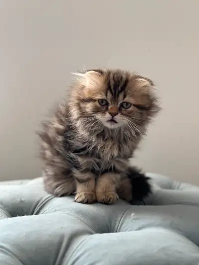 scottish foldx persian kitten/ chaton persan scottish fold, View more