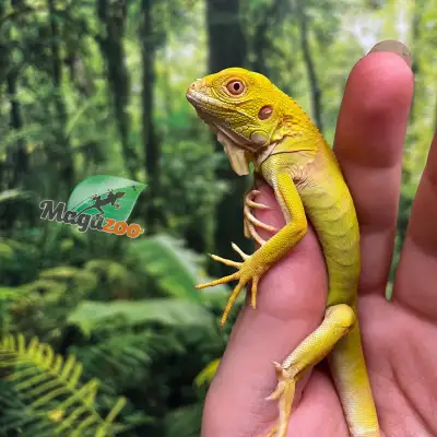 Iguane vert albino Mâle, View more