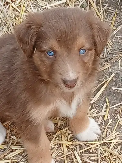 We have 2 beautiful female Australian Shepherd pups Parents are posted below We do not dock our pups...