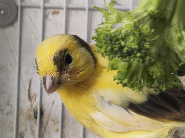 Spanish timbrados canaries in Birds for Rehoming in Calgary - Image 3