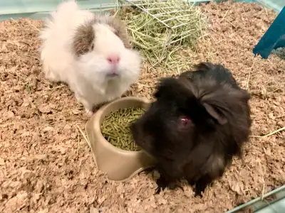Free: Two fluffy female Abyssinian Guinea Pigs, well taken care of for 5 yrs. I have developed an al...