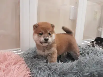 Shiba inu puppies ready to go , View more