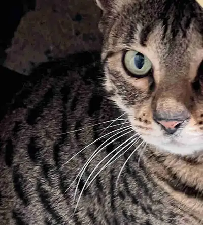 f6 SBT female savannah registered with tica, View more