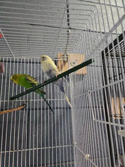 Budgerigar Parakeets Breeding Pair, View more