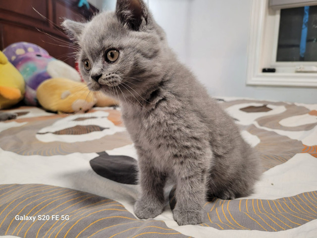 British Shorthair Kitten For Sale-Male in Cats & Kittens for Rehoming in Mississauga / Peel Region - Image 3
