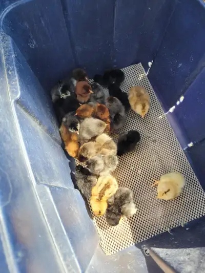 Baby Chicks - mixed layers, View more