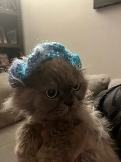 crochet cat/small dog hat, View more