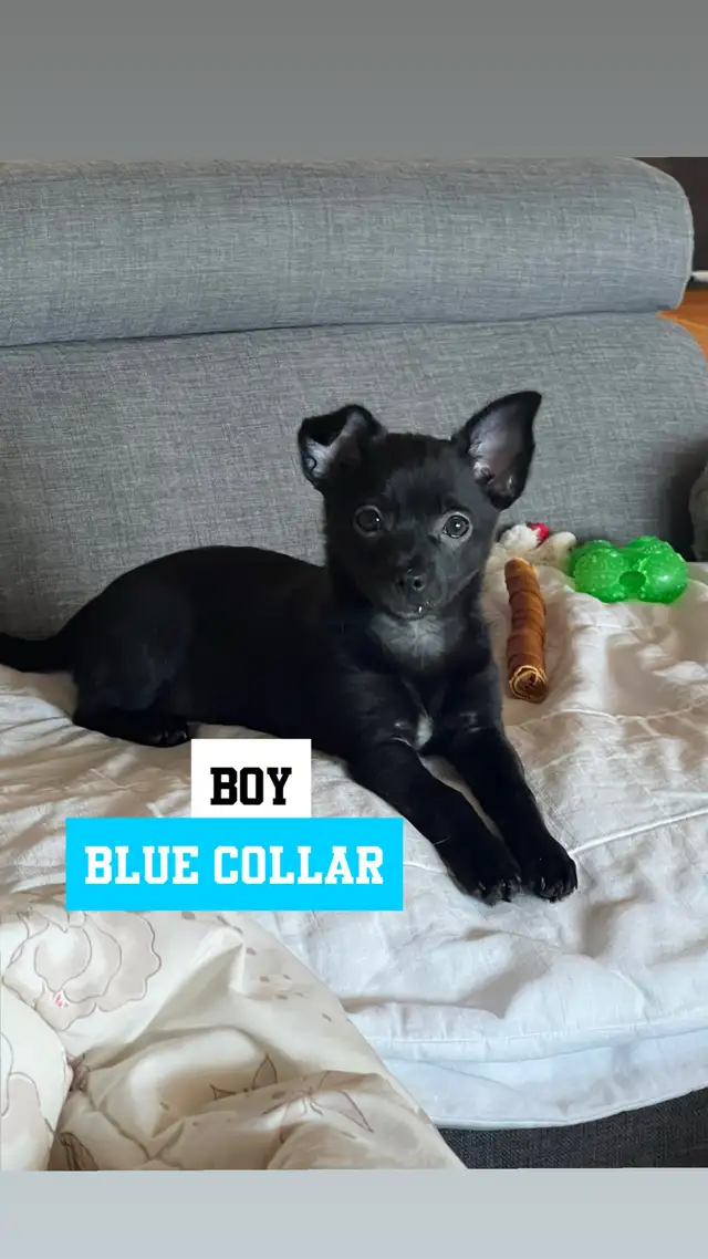 Last 2 Gorgeous pure chihuahua puppies left in Dogs & Puppies for Rehoming in Penticton - Image 3