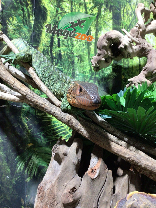 Lézard Caiman / Caiman lizard in Reptiles & Amphibians for Rehoming in City of Montréal