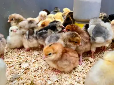 Chicks & Hatching Eggs, chance of Pure Brahmas, View more