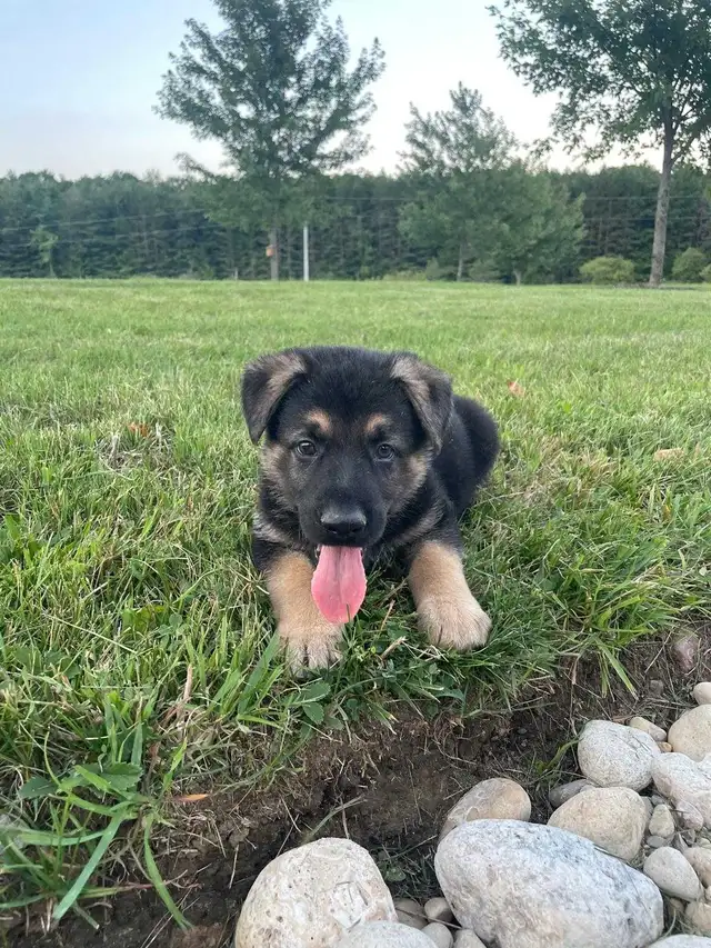 German Shepherd Puppies in Dogs & Puppies for Rehoming in Oakville / Halton Region - Image 3