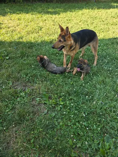 GERMAN SHEPHERD PUPPIES PURE BREED READY to go, View more