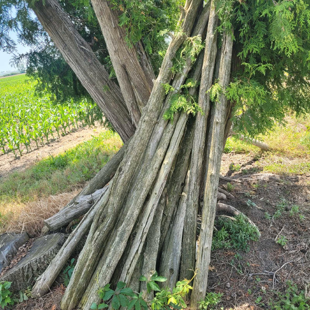 Landscape lumbar all cedar.  Price for lot.  in Outdoor Décor in Leamington