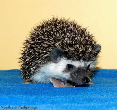 Hedgehogs, View more