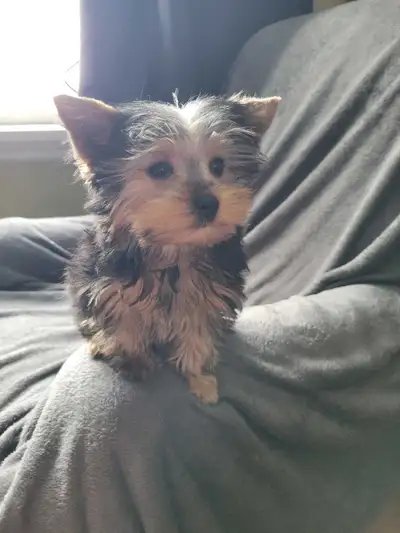 Female  yorkie puppy, View more