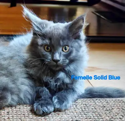 Chaton kitten Maincoon , View more