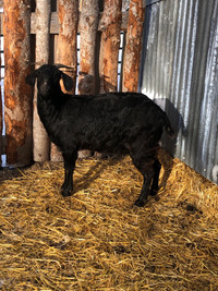 Boer/Spanish doe goat 