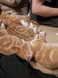 Orange tabby kittens 