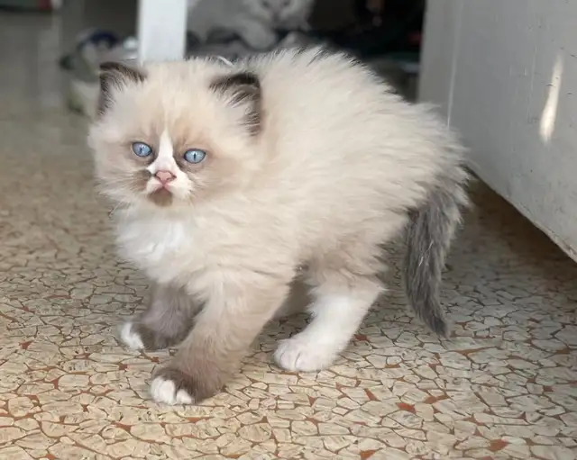 Blue eyes Neva Masquerade kittens in Cats & Kittens for Rehoming in City of Montréal - Image 4