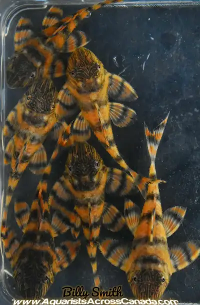 L397 ALENQUER TIGER PLECO, View more