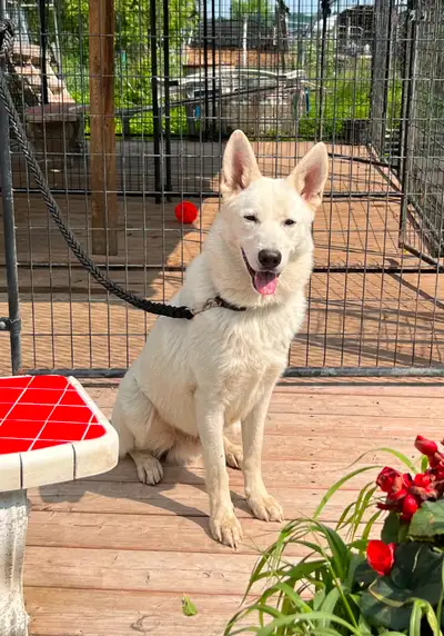 Louve est une Berger Allemand blanche de 2.5 ans qui fait partie de nos reproducteur, nous lui cherc...