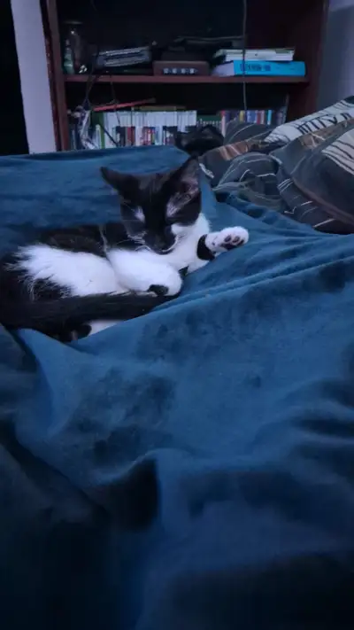 kitten looking for a loving home, View more