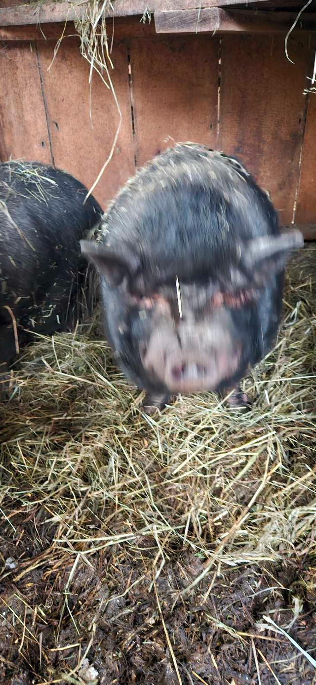 Pet potbelly pigs free in Livestock in Kawartha Lakes - Image 2