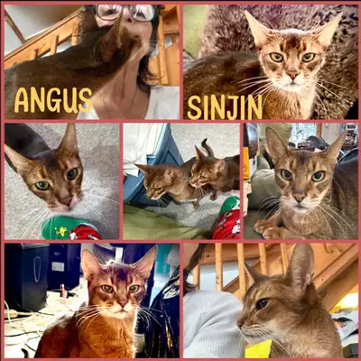 Abyssinian Twins, adult males neutered, View more