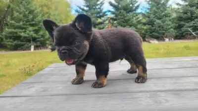 Fluffy French Bulldog Puppy, View more