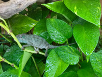 Chameleon, Panther Male