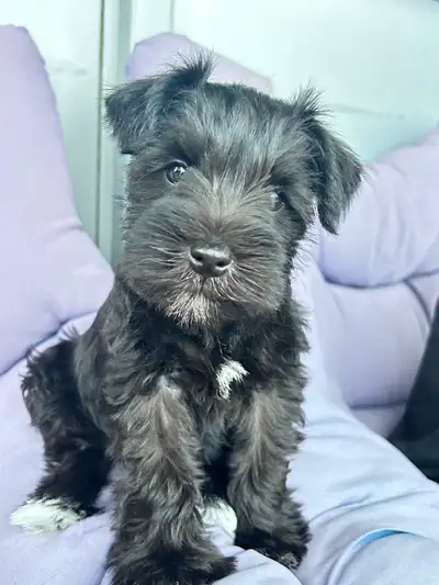 Miniature Schnauzer Puppy — Male, Purebred with Pedigree, View more
