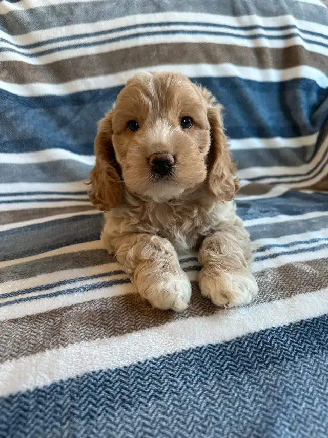 ❤️Home Raised Mini Cockapoo's With A 2 Year Health Guarantee❤️ in Dogs & Puppies for Rehoming in City of Toronto - Image 6