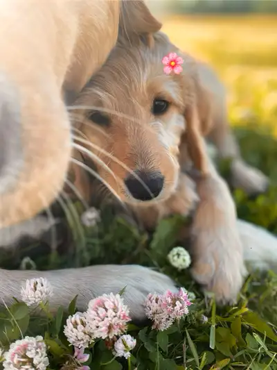 Goldendoodles(1st&2nd VAX), View more