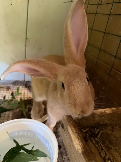 Really fast grown pets. Good for children
