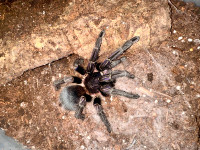 Dominican Purple tarantula “giant”