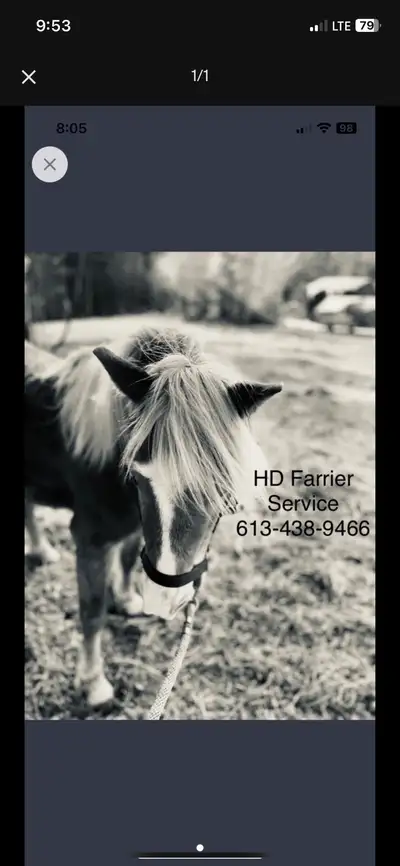 Opening for more clients We trim horses, ponies, donkeys, sheep and goats