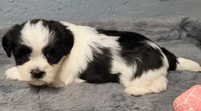 We have been breeding quality companions since 1967. Panda had a beautiful litter of Havanese Puppie...