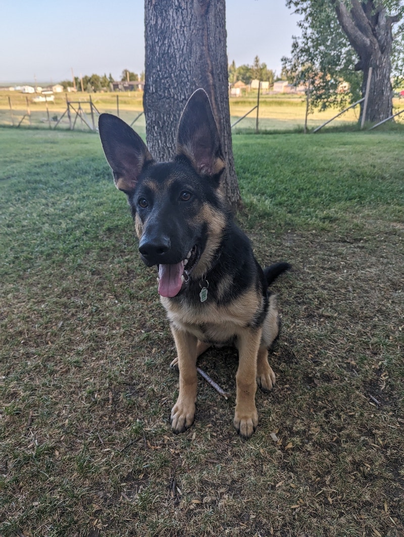 Rehoming german shepard Dogs & Puppies for Rehoming Lethbridge Kijiji