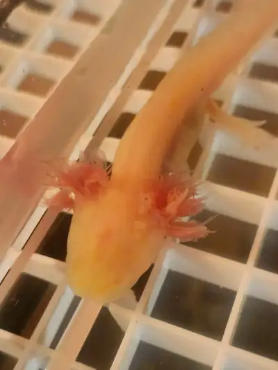 Axolotls forsale, View more