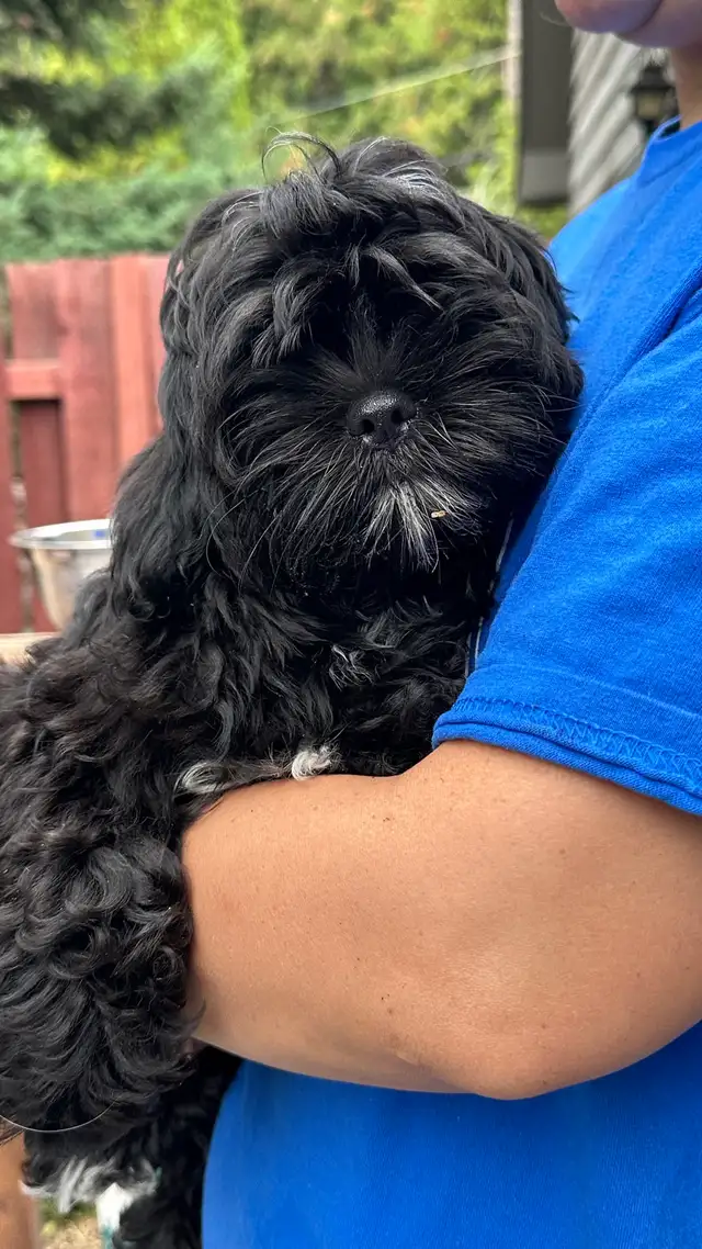 Shih tzu puppies 2 left in Dogs & Puppies for Rehoming in Vernon - Image 7