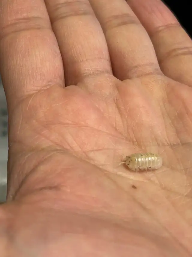 SOLD-Isopods-Armadillidium Vulgare ‘Magic Potion’ in Other in Markham / York Region - Image 4