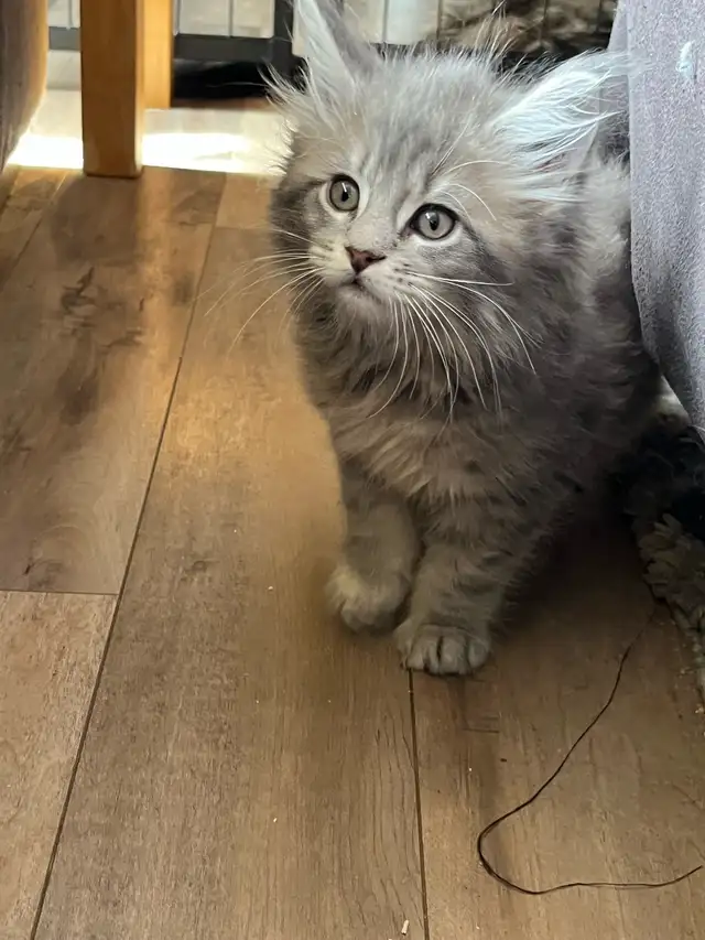 chatons mainecoon in Cats & Kittens for Rehoming in Lac-Saint-Jean - Image 9
