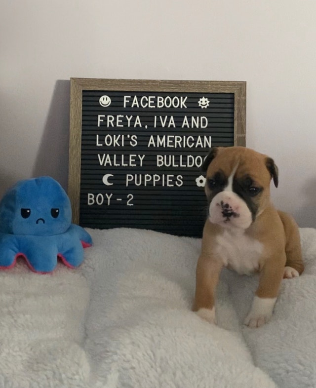 American Valley Bulldogs nonbreeding 1,500/6 Mth H.W. Dogs