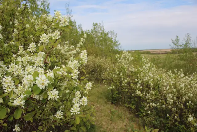 RV sites close to Edmonton in Alberta in Canada - Image 7