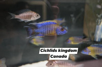 Cichlids Kingdom Canada QUALITY CICHLIDS SHOW MALE For Sale