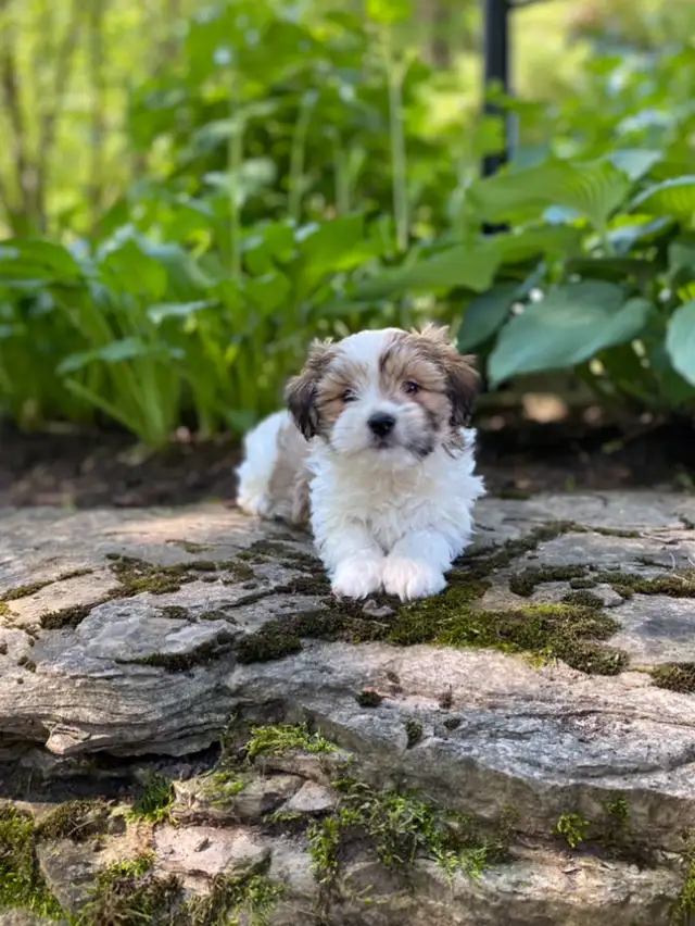 Snuggly Malshi puppies in Dogs & Puppies for Rehoming in Kitchener / Waterloo - Image 6